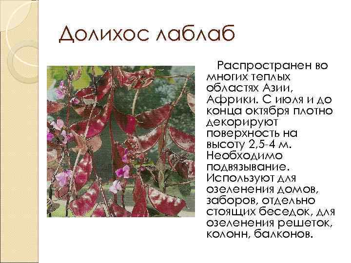Долихос лаблаб Распространен во многих теплых областях Азии, Африки. С июля и до конца
