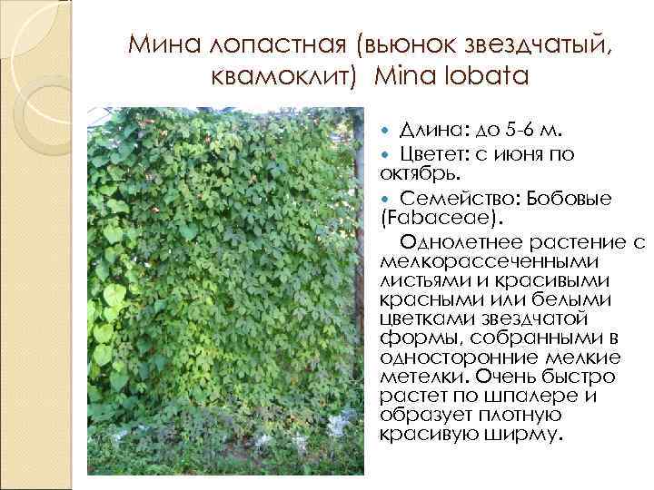 Мина лопастная (вьюнок звездчатый, квамоклит) Mina lobata Длина: до 5 -6 м. Цветет: с