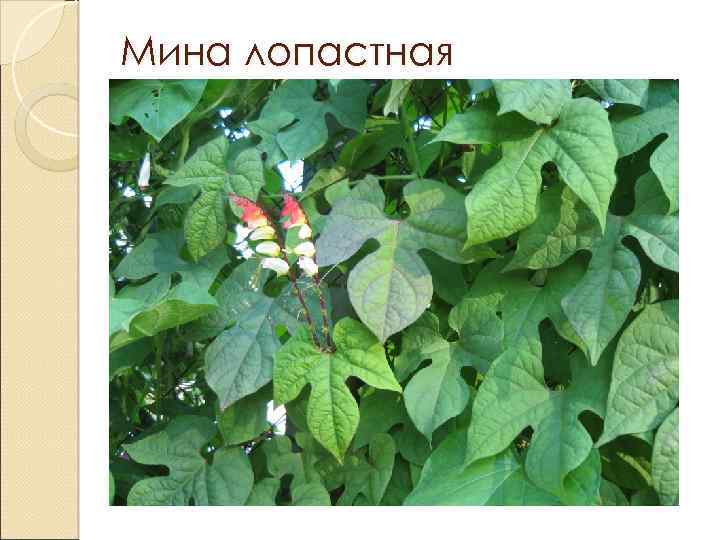 Мина лопастная 