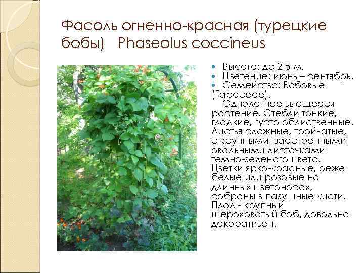Фасоль огненно-красная (турецкие бобы) Phaseolus coccineus Высота: до 2, 5 м. Цветение: июнь –