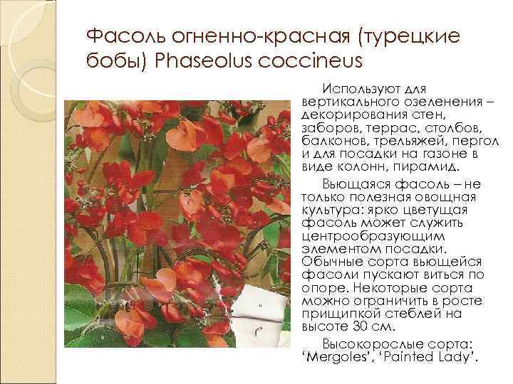 Фасоль огненно-красная (турецкие бобы) Phaseolus coccineus Используют для вертикального озеленения – декорирования стен, заборов,