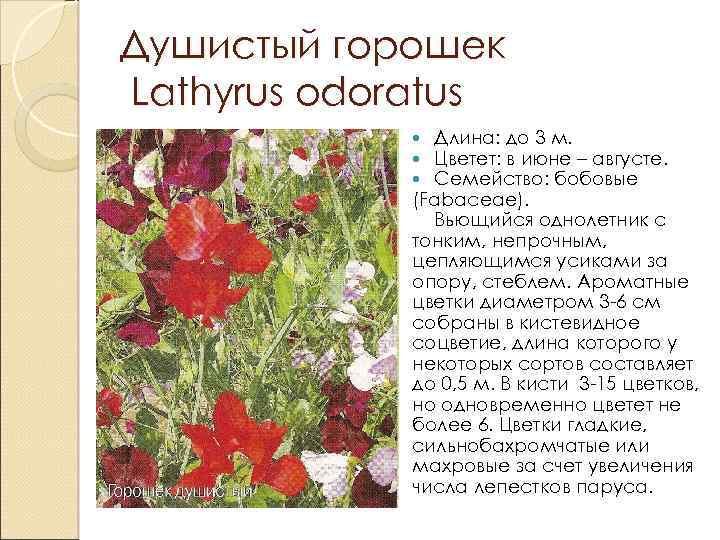 Душистый горошек Lathyrus odoratus Длина: до 3 м. Цветет: в июне – августе. Семейство: