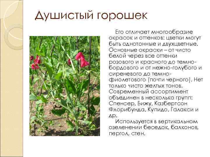 Душистый горошек Его отличает многообразие окрасок и оттенков: цветки могут быть однотонные и двухцветные.