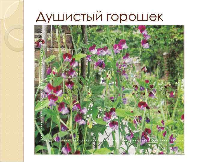 Душистый горошек 
