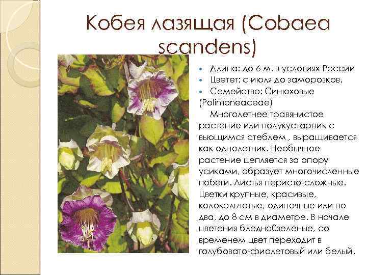 Кобея лазящая (Cobaea scandens) Длина: до 6 м. в условиях России Цветет: с июля