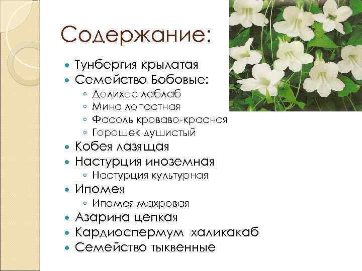 Содержание: Тунбергия крылатая Семейство Бобовые: ◦ ◦ Долихос лаблаб Мина лопастная Фасоль кроваво-красная Горошек