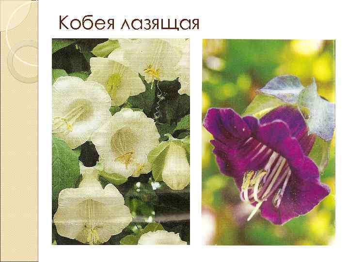 Кобея лазящая 