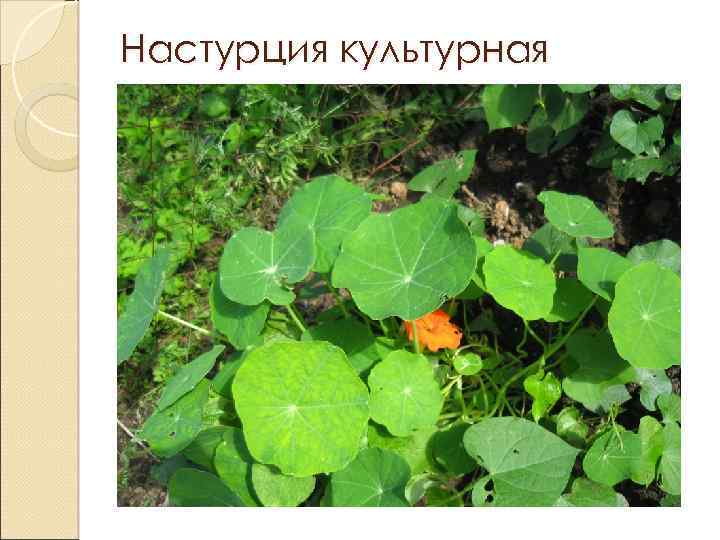 Настурция культурная 
