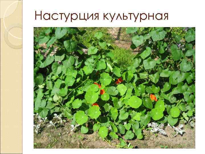 Настурция культурная 