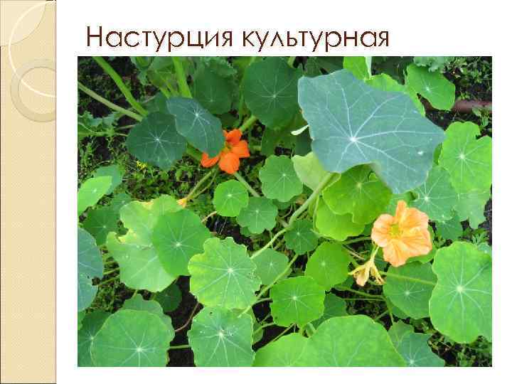 Настурция культурная 