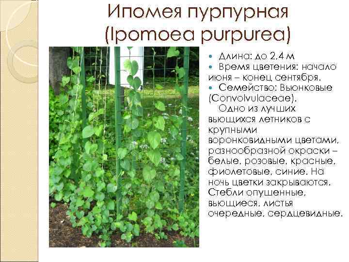 Ипомея пурпурная (Ipomoea purpurea) Длина: до 2, 4 м Время цветения: начало июня –