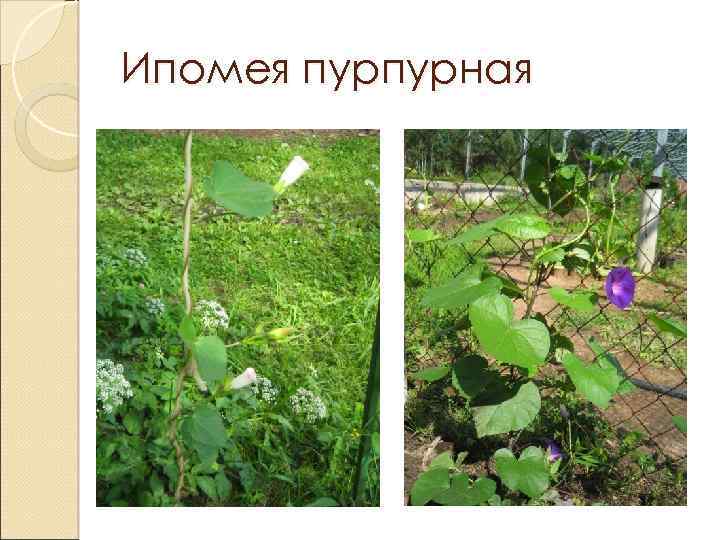 Ипомея пурпурная 