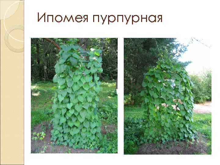 Ипомея пурпурная 