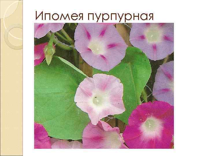 Ипомея пурпурная 