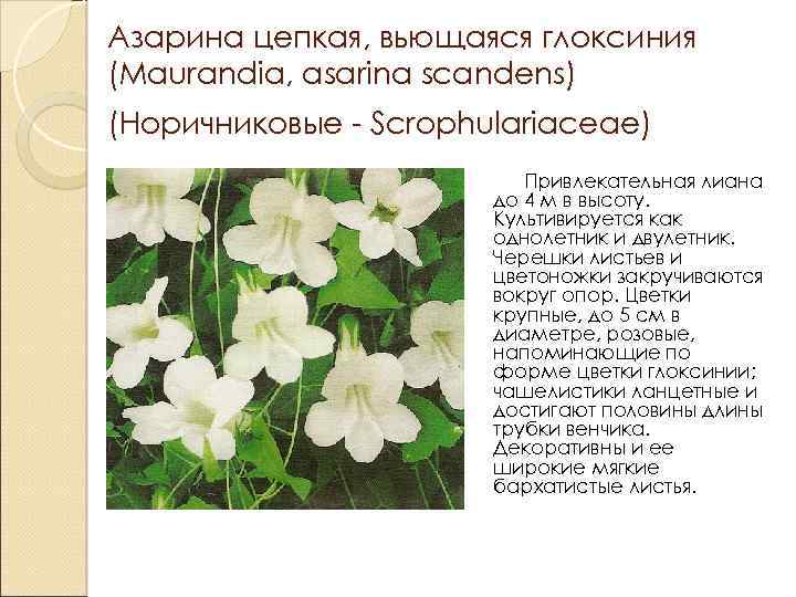 Азарина цепкая, вьющаяся глоксиния (Мaurandia, asarina scandens) (Норичниковые - Scrophulariaceae) Привлекательная лиана до 4
