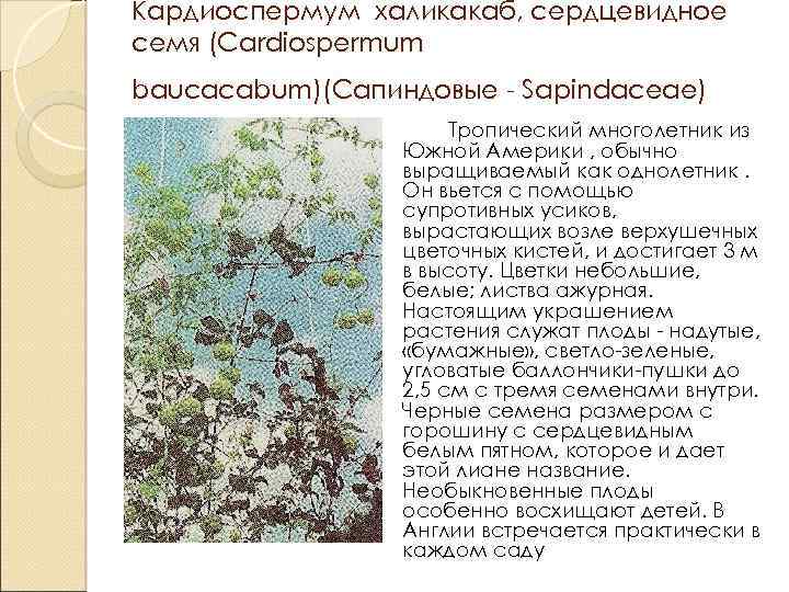 Кардиоспермум халикакаб, сердцевидное семя (Cardiospermum baucacabum)(Сапиндовые - Sapindaceae) Тропический многолетник из Южной Америки ,