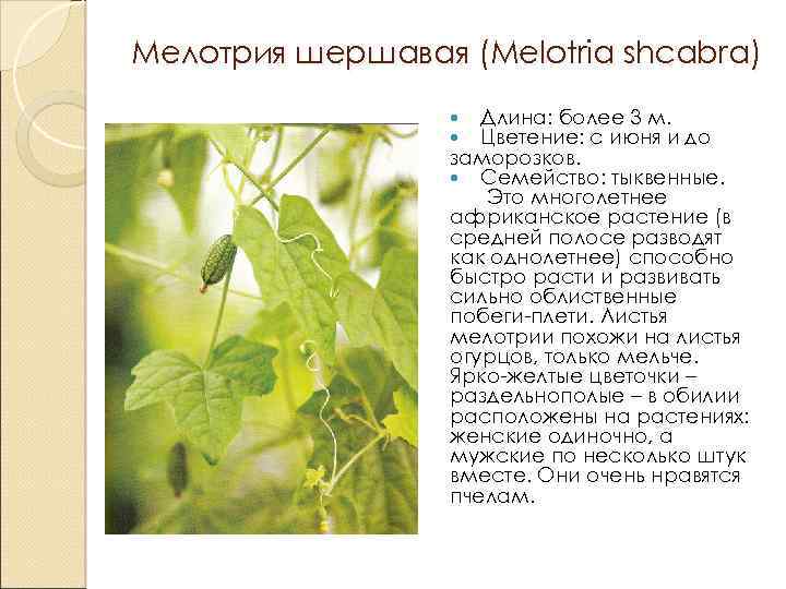 Мелотрия шершавая (Melotria shcabra) Длина: более 3 м. Цветение: с июня и до заморозков.