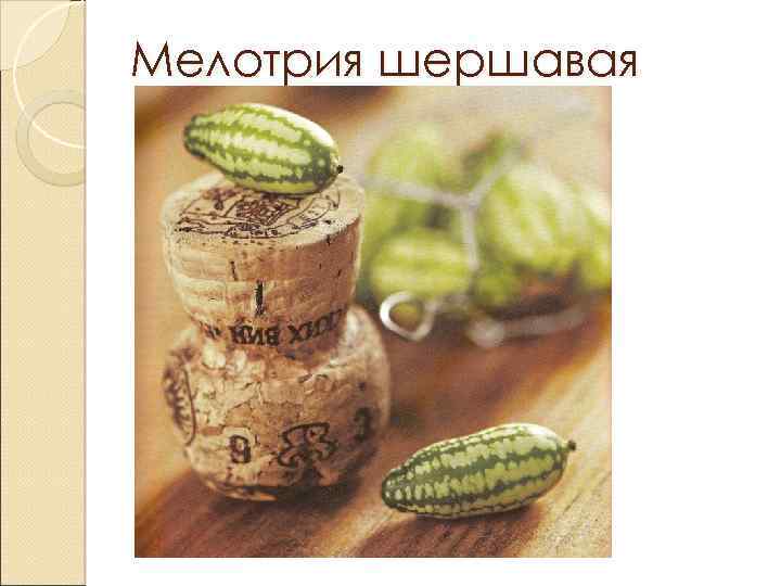 Мелотрия шершавая 