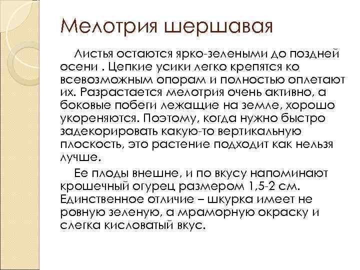 Мелотрия шершавая Листья остаются ярко-зелеными до поздней осени. Цепкие усики легко крепятся ко всевозможным