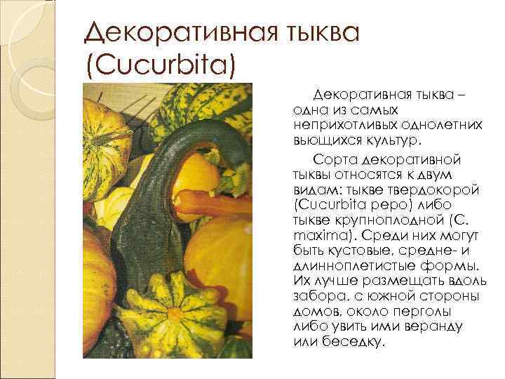 Декоративная тыква (Cucurbita) Декоративная тыква – одна из самых неприхотливых однолетних вьющихся культур. Сорта