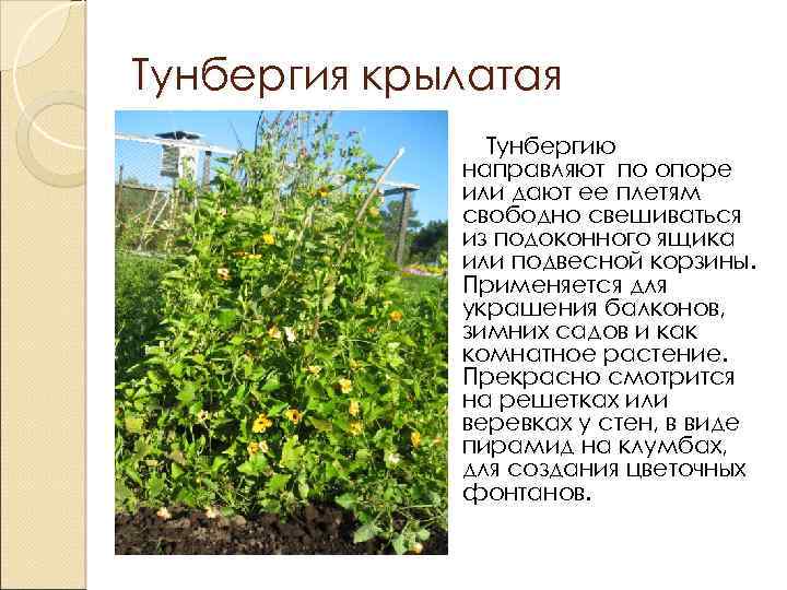 Тунбергия крылатая Тунбергию направляют по опоре или дают ее плетям свободно свешиваться из подоконного