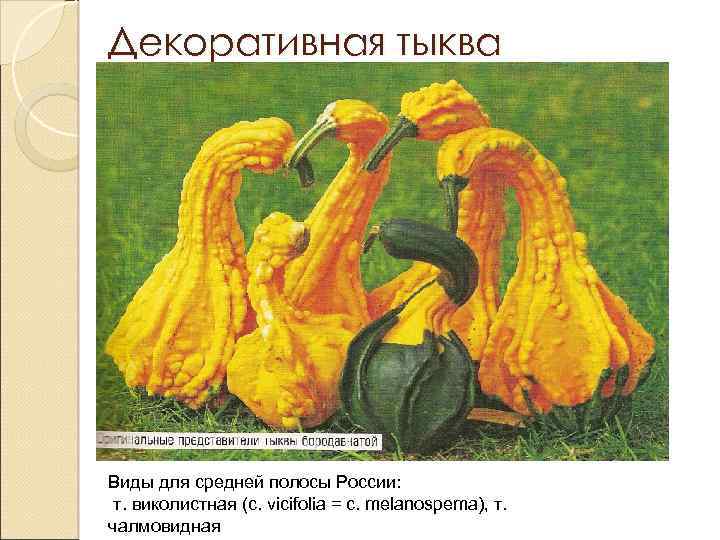 Декоративная тыква Виды для средней полосы России: т. виколистная (c. vicifolia = c. melanospema),