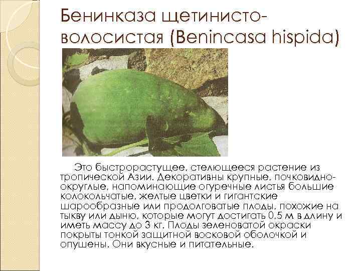 Бенинказа щетинистоволосистая (Benincasa hispida) Это быстрорастущее, стелющееся растение из тропической Азии. Декоративны крупные, почковидноокруглые,