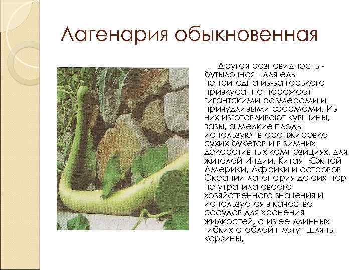 Лагенария обыкновенная Другая разновидность бутылочная - для еды непригодна из-за горького привкуса, но поражает
