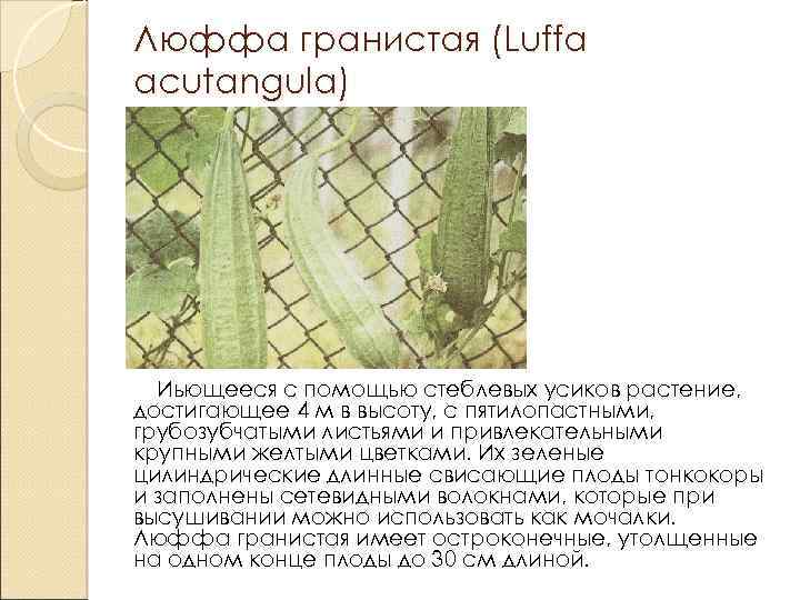 Люффа гранистая (Luffa acutangula) Иьющееся с помощью стеблевых усиков растение, достигающее 4 м в