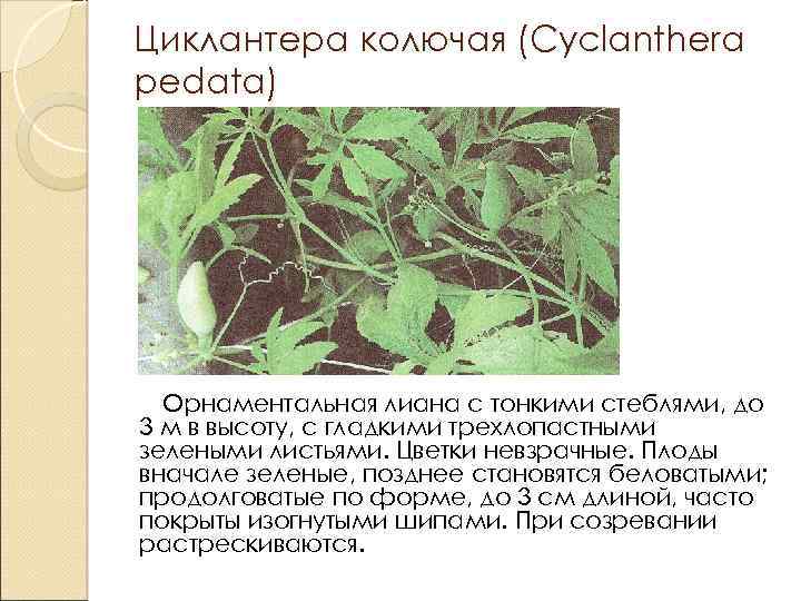 Циклантера колючая (Cyclanthera pedata) Орнаментальная лиана с тонкими стеблями, до 3 м в высоту,
