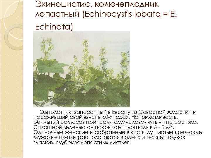 Эхиноцистис, колючеплодник лопастный (Еchinocystis lobata = Е. Echinata) Однолетник, занесенный в Европу из Северной