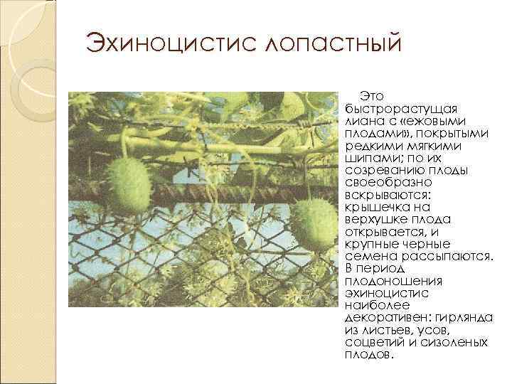 Эхиноцистис лопастный Это быстрорастущая лиана с «ежовыми плодами» , покрытыми редкими мягкими шипами; по