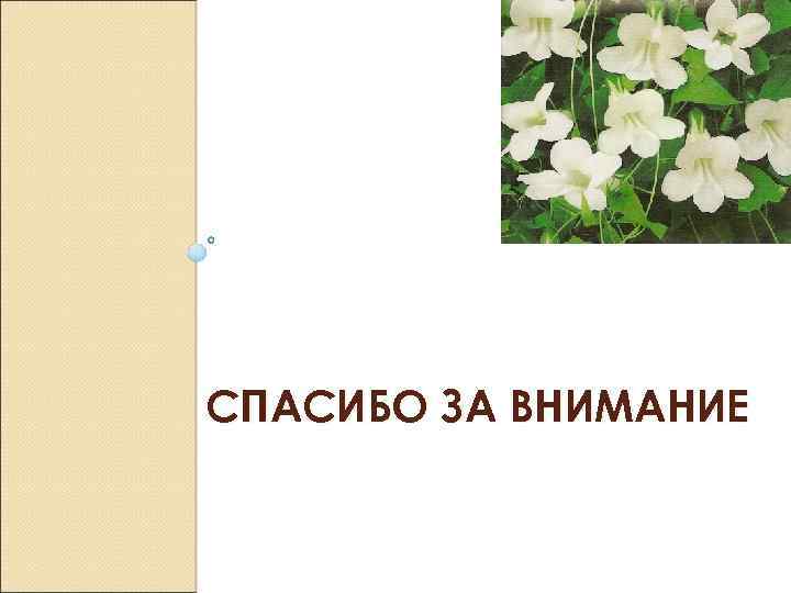 СПАСИБО ЗА ВНИМАНИЕ 