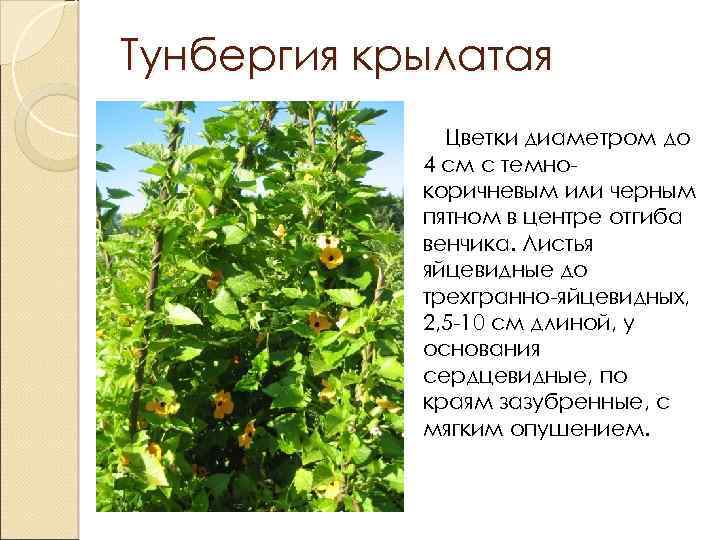 Тунбергия крылатая Цветки диаметром до 4 см с темнокоричневым или черным пятном в центре