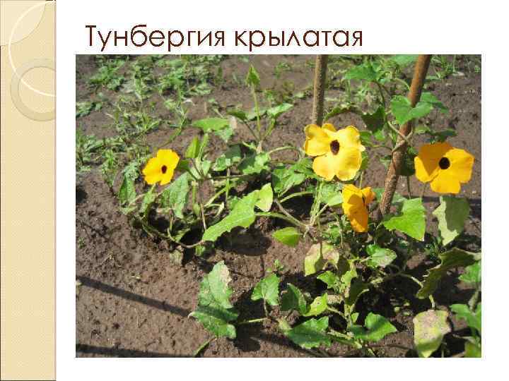 Тунбергия крылатая 