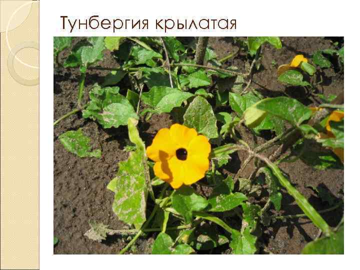 Тунбергия крылатая 