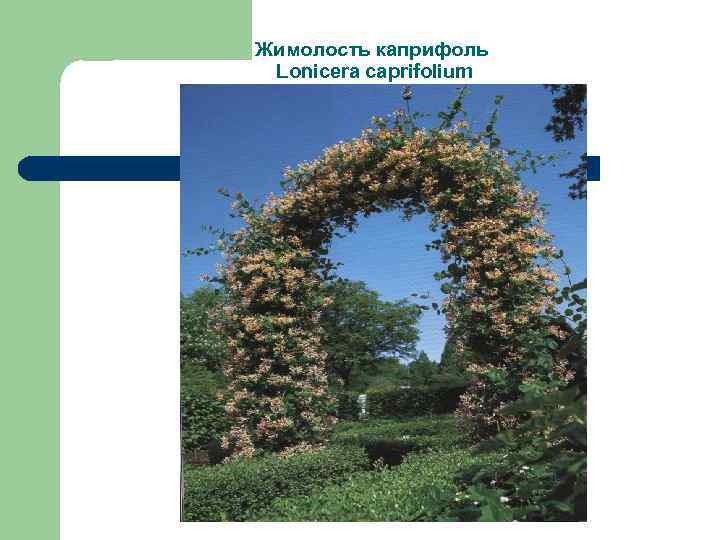 Жимолость каприфоль Lonicera caprifolium 