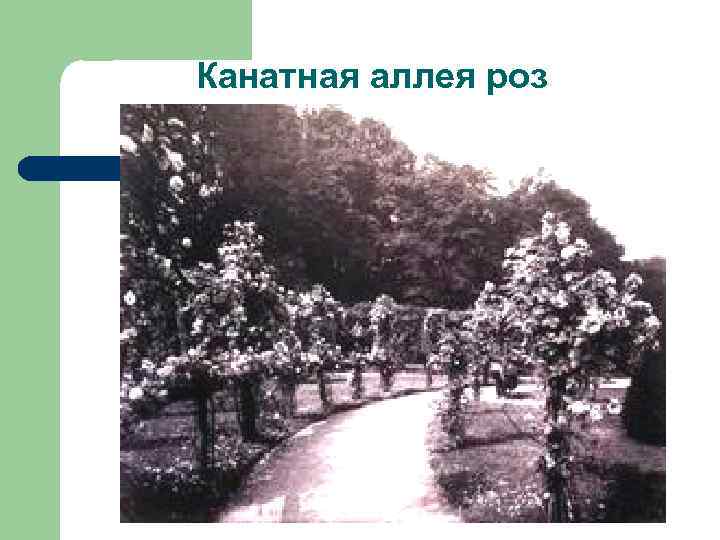 Канатная аллея роз 