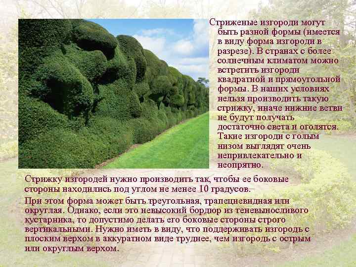 Стриженые изгороди могут быть разной формы (имеется в виду форма изгороди в разрезе). В