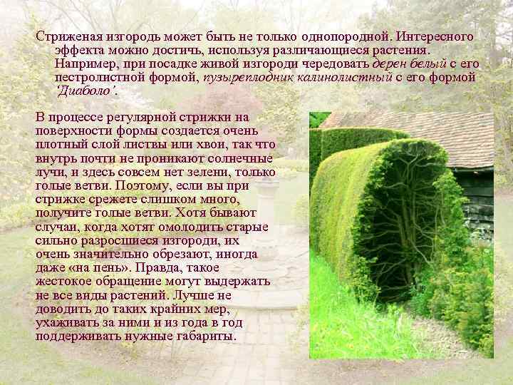 Стриженая изгородь может быть не только однопородной. Интересного эффекта можно достичь, используя различающиеся растения.