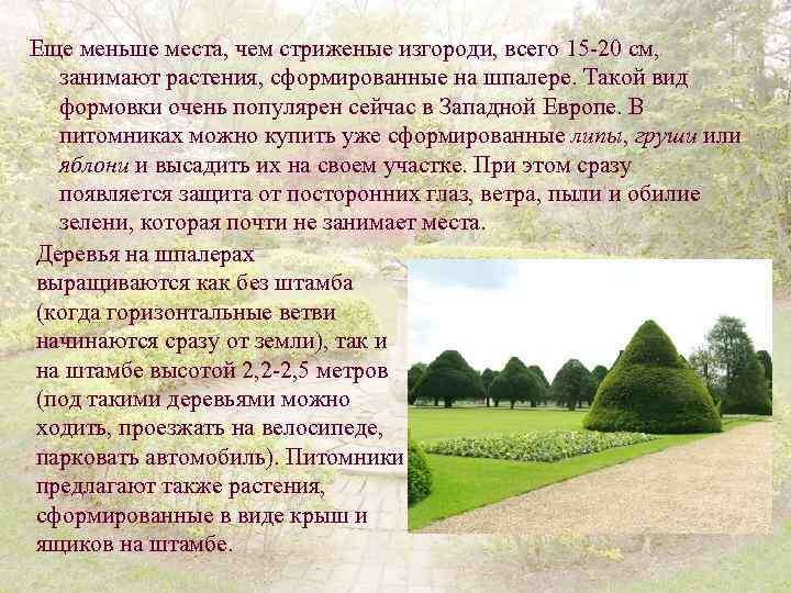 Еще меньше места, чем стриженые изгороди, всего 15 -20 см, занимают растения, сформированные на