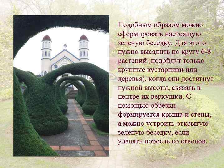 Подобным образом можно сформировать настоящую зеленую беседку. Для этого нужно высадить по кругу 6