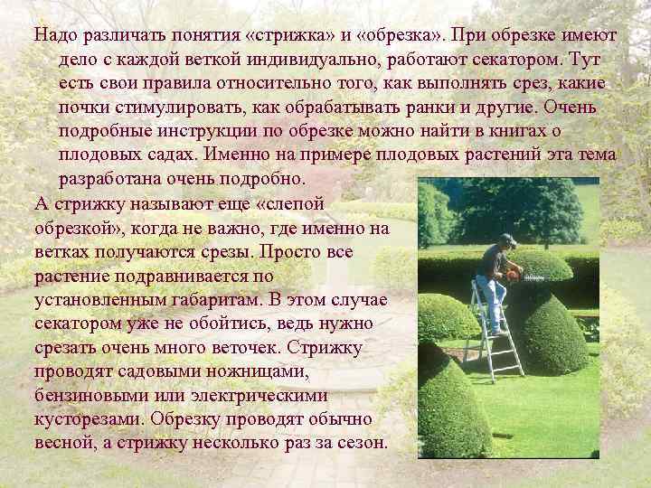 Надо различать понятия «стрижка» и «обрезка» . При обрезке имеют дело с каждой веткой