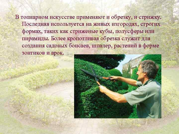 В топиарном искусстве применяют и обрезку, и стрижку. Последняя используется на живых изгородях, строгих