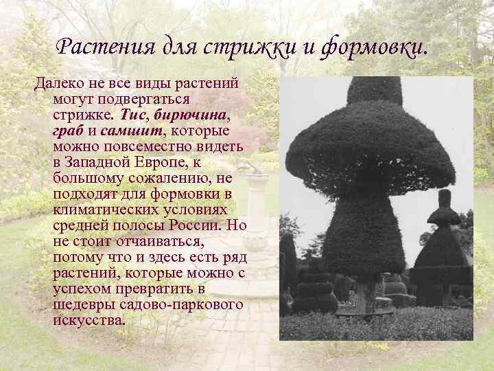Растения для стрижки и формовки. Далеко не все виды растений могут подвергаться стрижке. Тис,