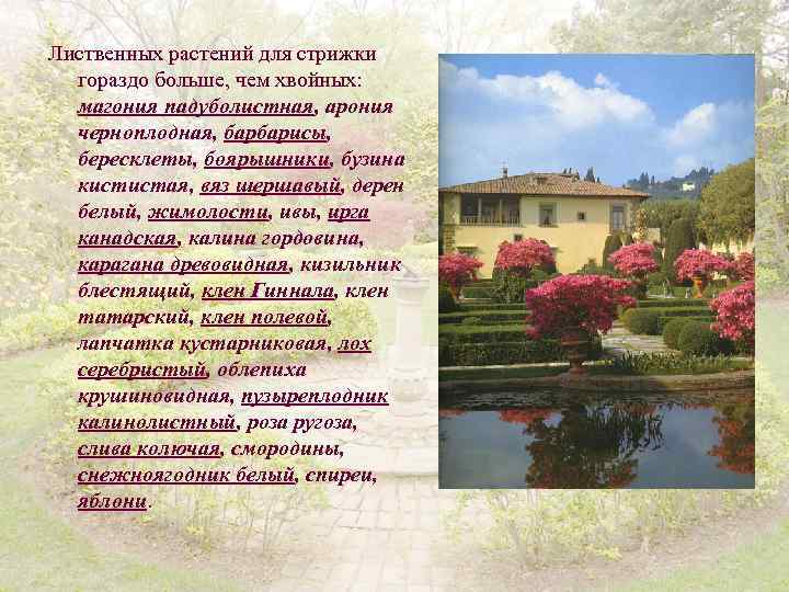 Лиственных растений для стрижки гораздо больше, чем хвойных: магония падуболистная, арония черноплодная, барбарисы, бересклеты,