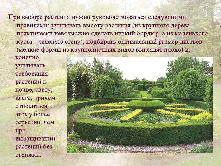 При выборе растения нужно руководствоваться следующими правилами: учитывать высоту растения (из крупного дерева практически