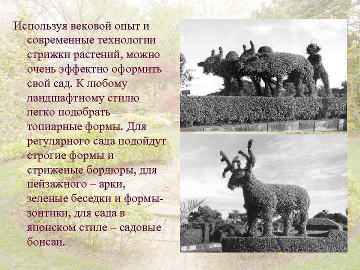 Используя вековой опыт и современные технологии стрижки растений, можно очень эффектно оформить свой сад.