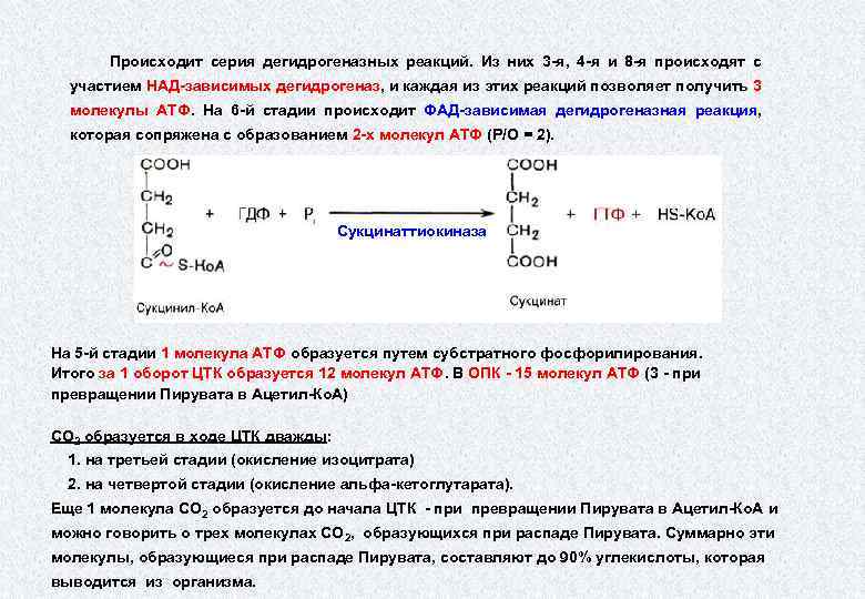 Происходит серия дегидрогеназных реакций. Из них 3 -я, 4 -я и 8 -я происходят