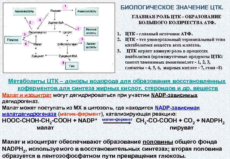 На каком этапе наибольшее количество атф. Биологическое значение цикла трикарбоновых кислот. Биологическое значение ЦТК. Биологическая роль цикла трикарбоновых кислот. Роль ЦТК биохимия.